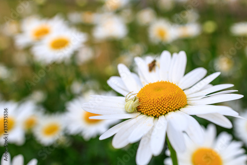white spider sits on a chamomile flower