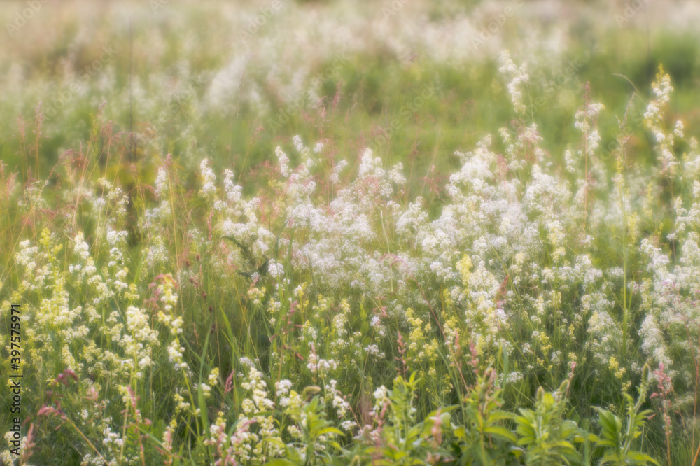 Blurred natural background. Flowering herbs with inflorescences of small white flowers in full bloom.