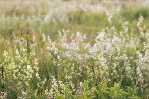 Blurred natural background. Flowering herbs with inflorescences of small white flowers in full bloom.