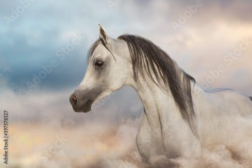 Grey arabian horse run free on desert dust © callipso88