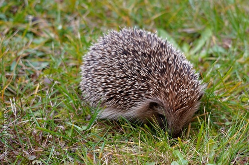 European hedgehog, in Latin called Erinaceus europaeus, looking for food on a late autumn day. 