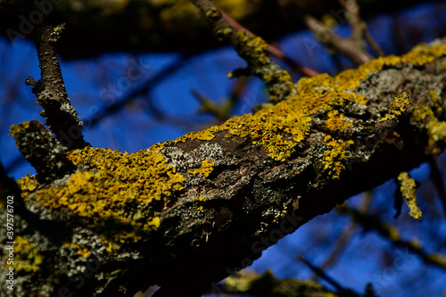 wild moss on tree branches in the sun