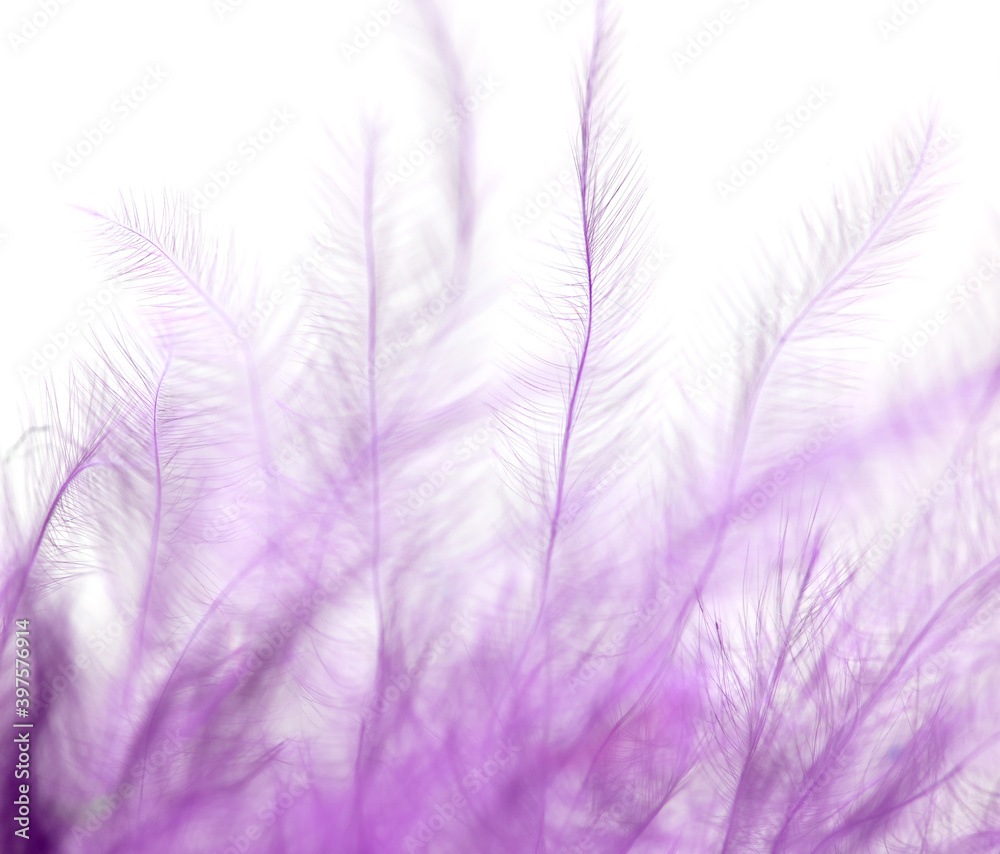 Fototapeta premium Purple feather isolated on white background.