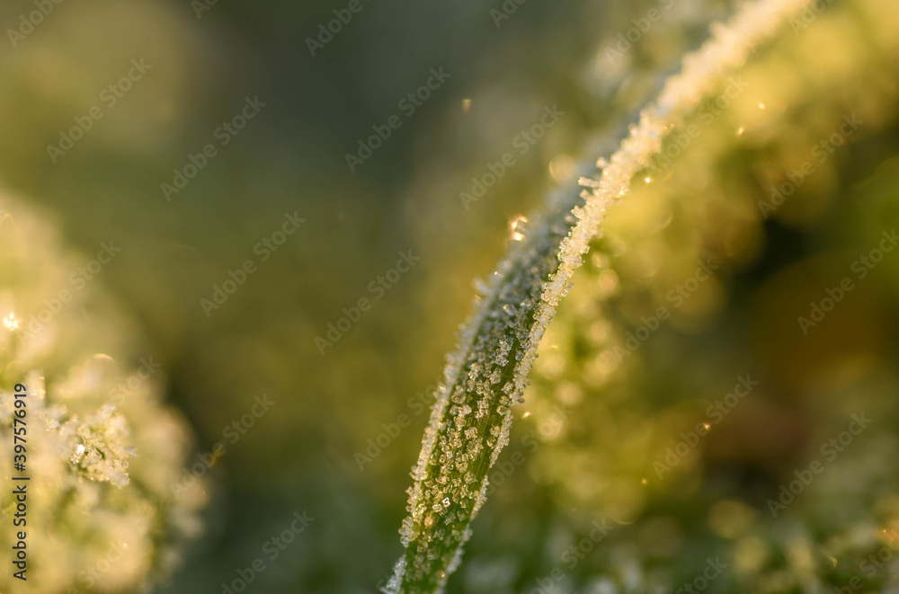 Naklejka premium drops of dew on the grass hoarfrost