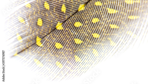 Yellow feather isolated on white background. Close-up.