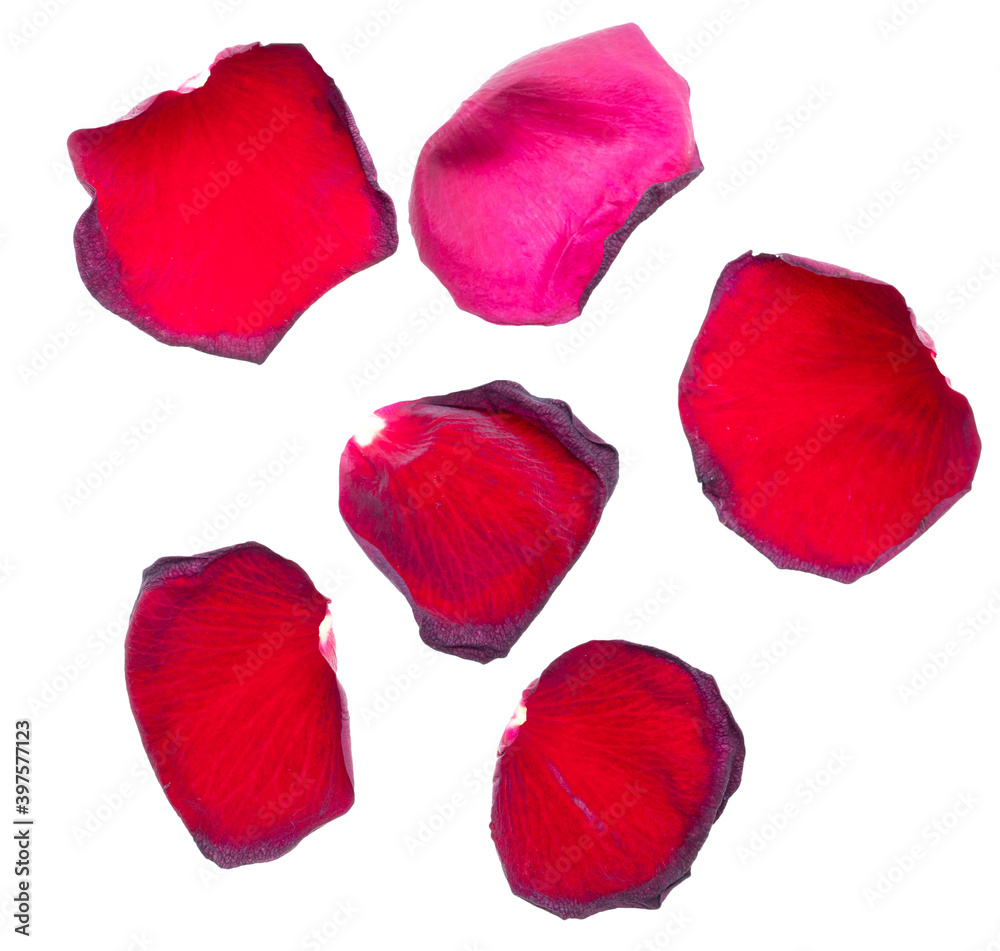 Red rose petals isolated on a white Red rose petals isolated on a white