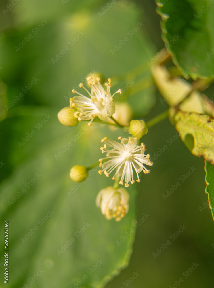 Beautiful linden tree blossoms in the summer. Medicinal, herbal, vegan, organic tea. Beautiful linden tree blossoms in the summer. Medicinal, herbal, vegan, organic tea.