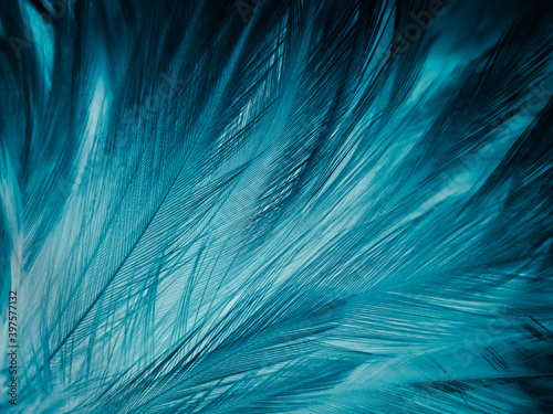 Beautiful abstract blue feathers on dark background and black feather texture on blue pattern and blue background, feather wallpaper, blue banners, love theme, valentines day, dark texture © Weerayuth