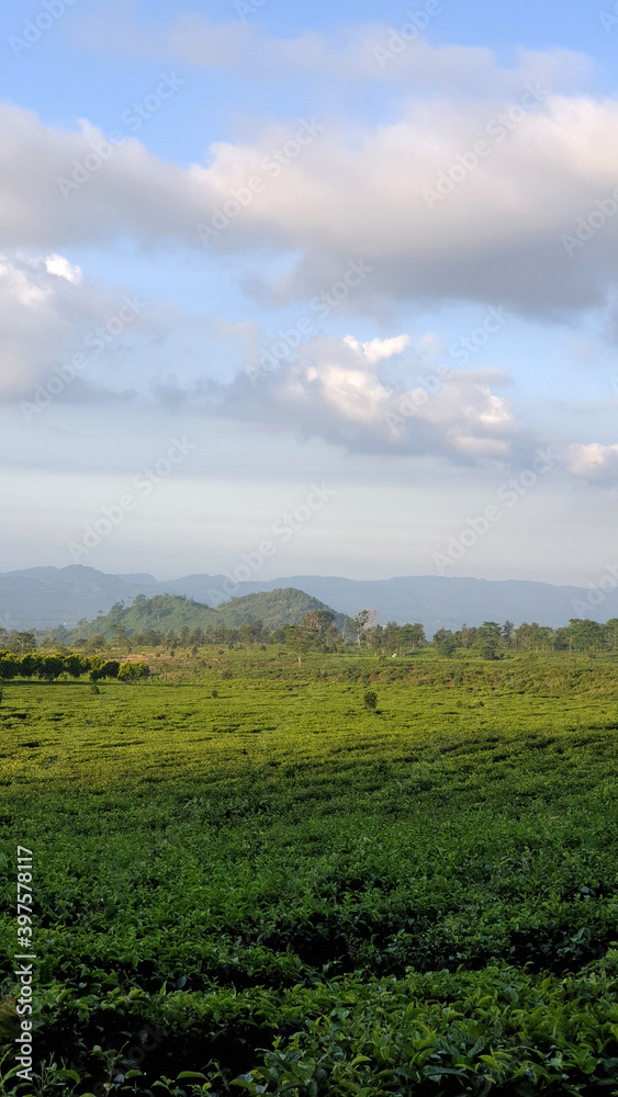 Tea Plantation and Landscape