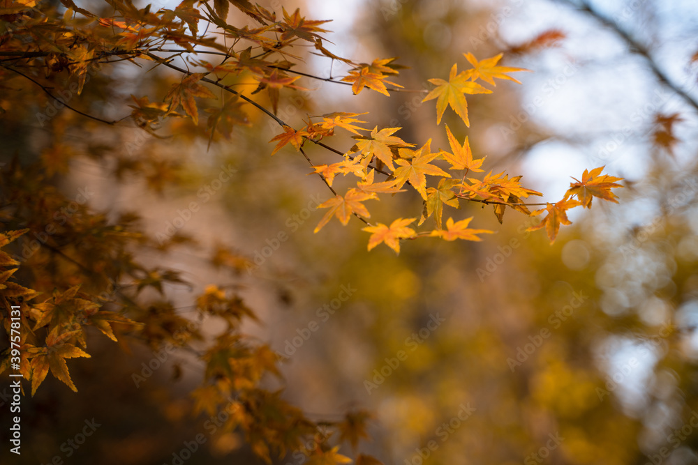 Close view of yellow maple leaves during autumn time. Close view of yellow maple leaves during autumn time.