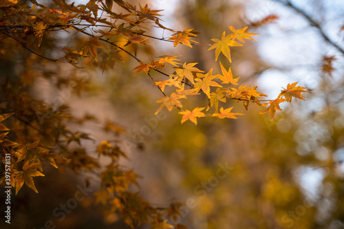 Close view of yellow maple leaves during autumn time.