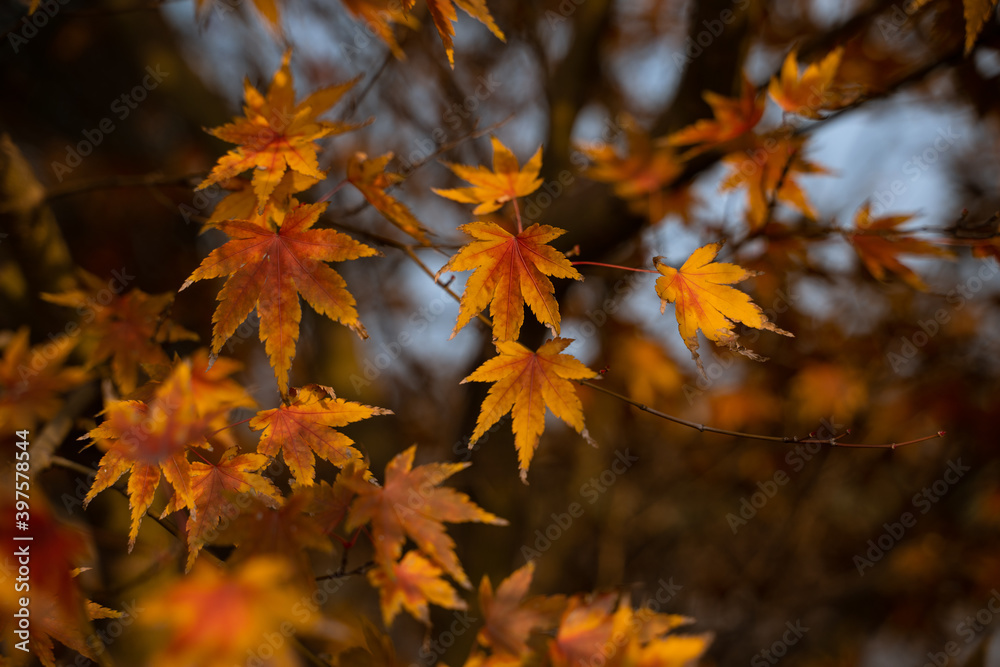 Close view of yellow maple leaves during autumn time. Close view of yellow maple leaves during autumn time.