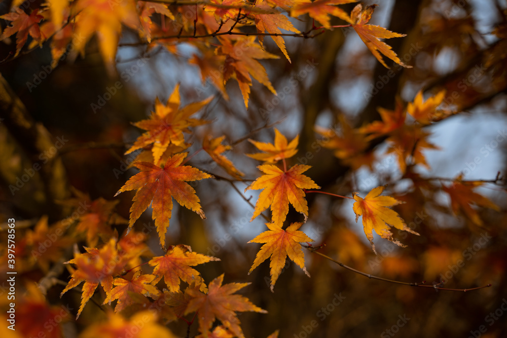 Close view of yellow maple leaves during autumn time. Close view of yellow maple leaves during autumn time.