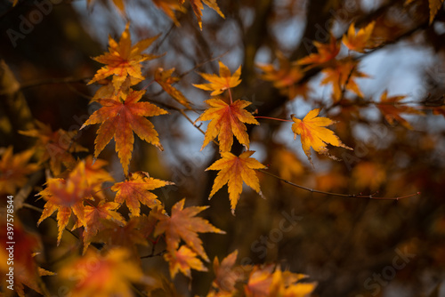 Close view of yellow maple leaves during autumn time.