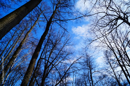 trees and sky