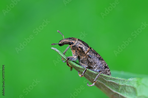 Weevil on green leaves, North China Plain © zhang yongxin