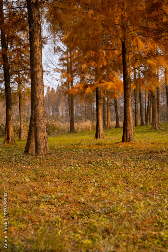 Fototapeta premium Inside view of a cypress forest during autumn time.
