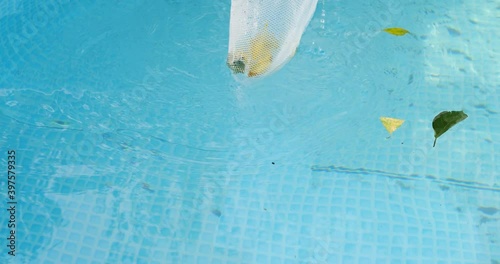Cleaning a swimming pool with a mesh skimmer . The long net cleans colored leaves off surface of the water.
