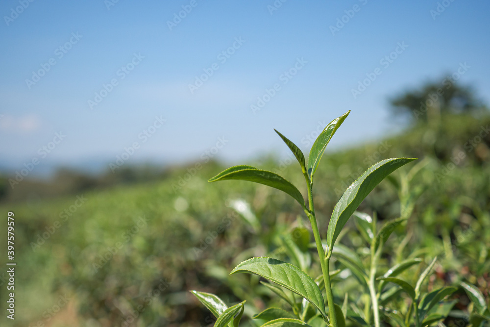 Obraz premium Close-up of top green tea leaf in the tea plantations with blurred background. Space for text