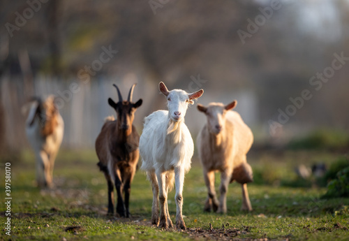 Different goat breeds on meadow photo