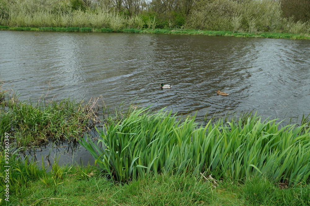 Ducks on the river, Leiderdorp Netherlands Ducks on the river, Leiderdorp Netherlands