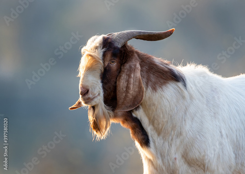 Boer goat walking on meadow