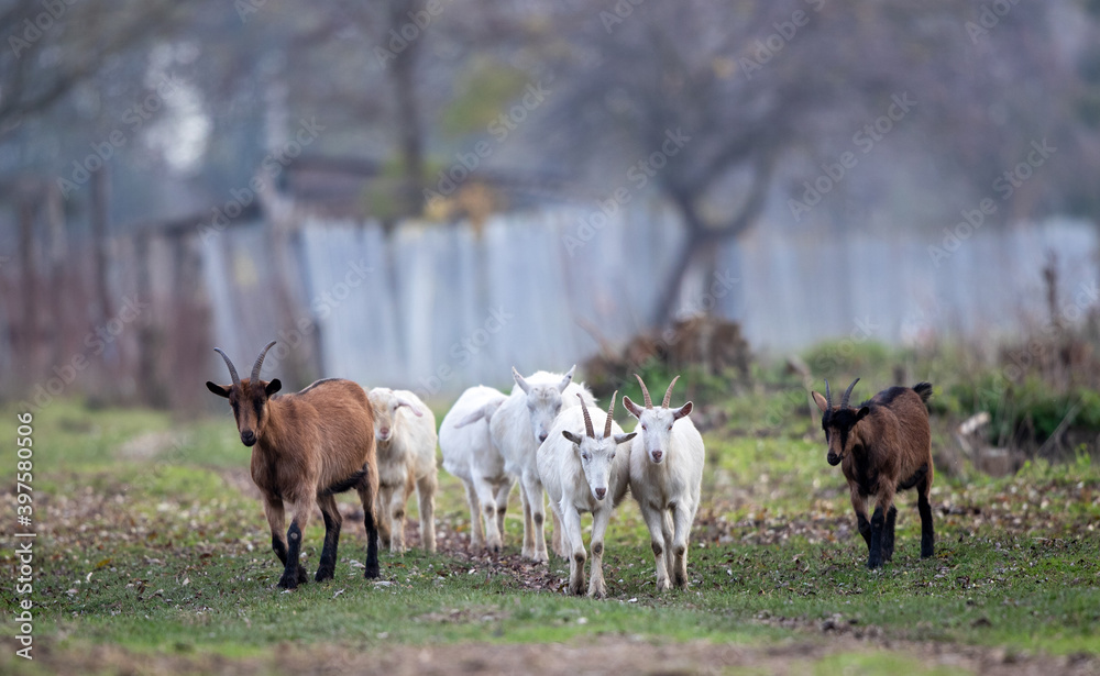 Alpine and saanen goats walking free outdoor Alpine and saanen goats walking free outdoor
