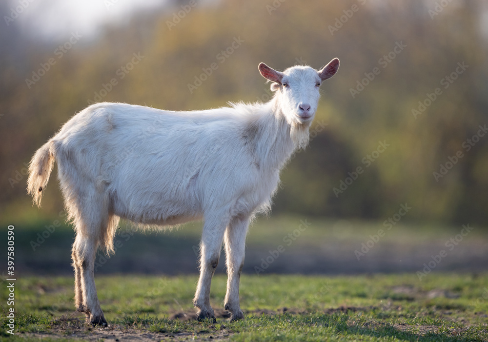 Organic livestock breeding of Saanen goat in nature