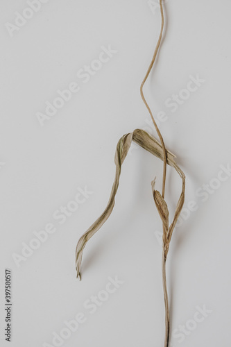 White dry flower stalk on white background. Beautiful composition with neutral colors. Minimal, stylish, trend concept. Parisian vibes. Closeup photo.