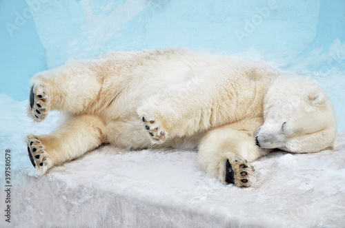 polar bear sleeping © elizalebedewa