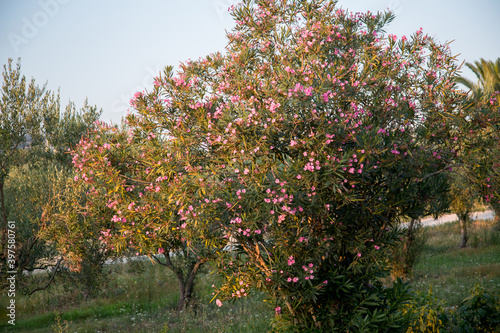 Wood in Greece in Sithonia in the village of Nikiti blossoms pink flowers