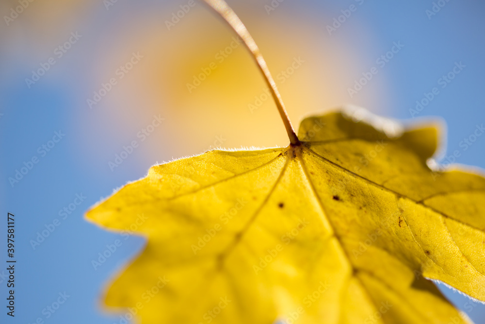 Obraz premium Wallpaper, background, yellow autumn leaves on the tree and on the grass