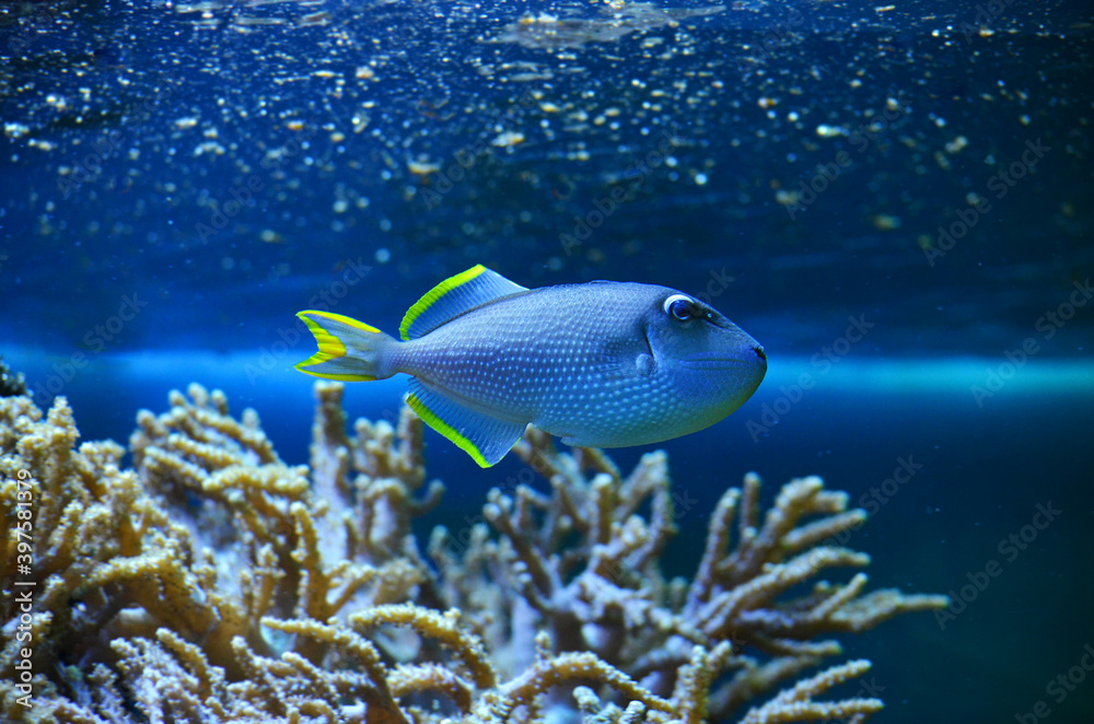 Fototapeta premium fish in the coral