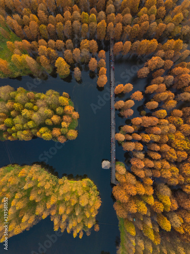 Aerial view of the yellow pond cypress forest in a wetland, in China, autumn time.