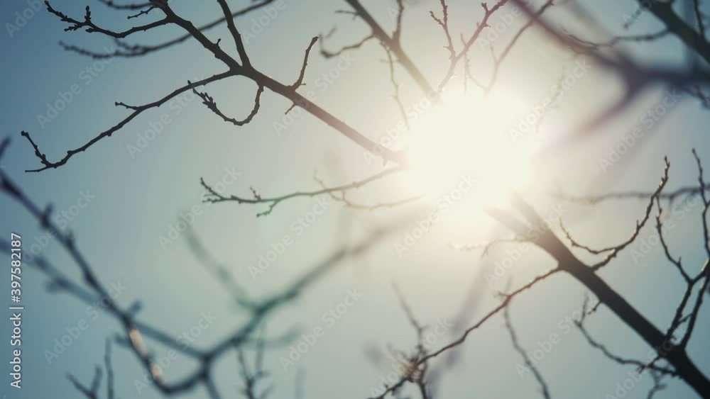 dry tree branch close-up silhouette against the blue sky and sun. dry ...