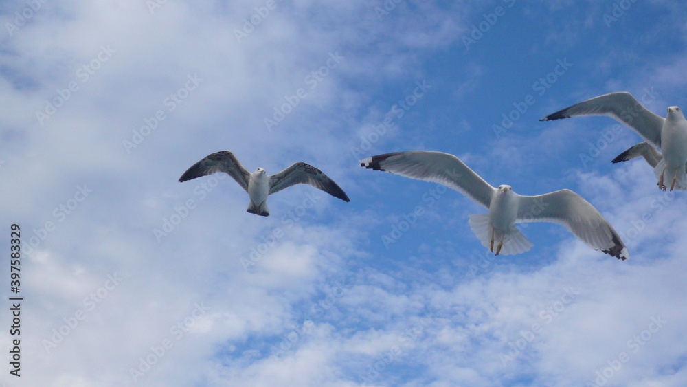 Three flying seagulls Three flying seagulls