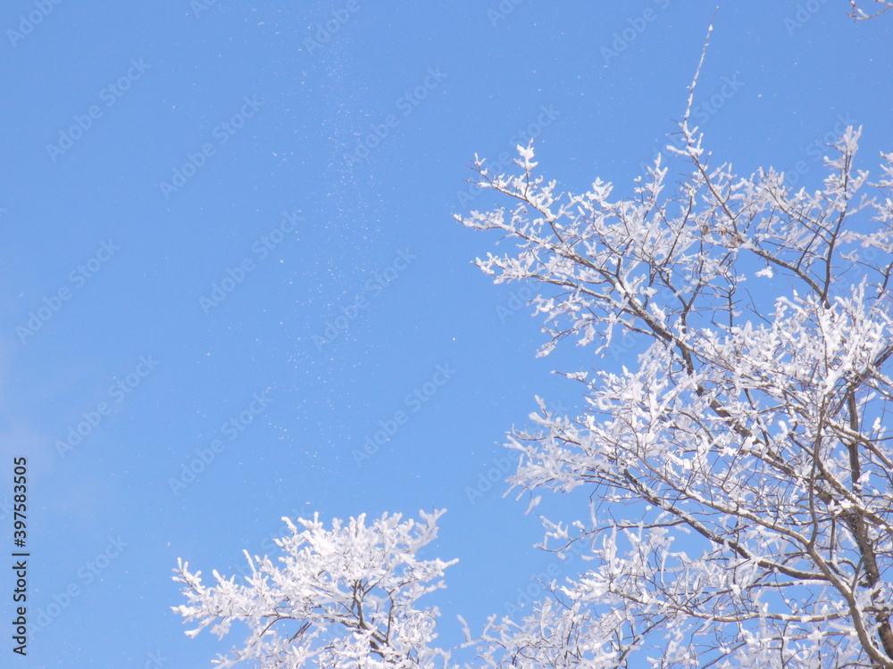 snow covered tree