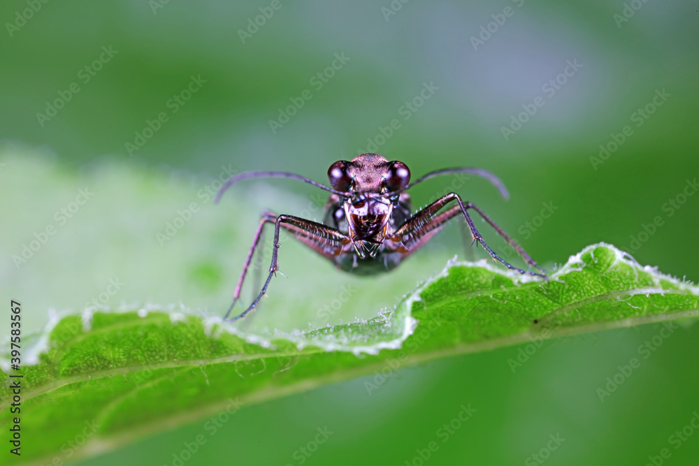 Spotted tiger beetles inhabit wild plants in North China Spotted tiger beetles inhabit wild plants in North China