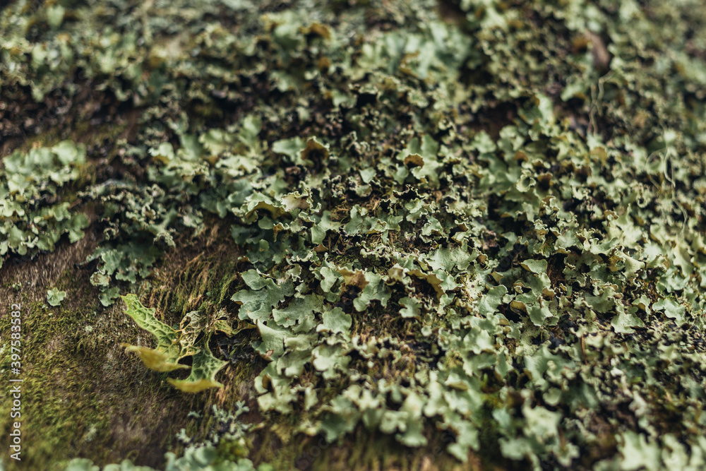 Autumn leaves, autumn natural texture