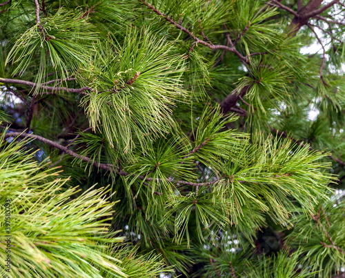 Green cedar branches (Background, banner, Wallpaper, texture)