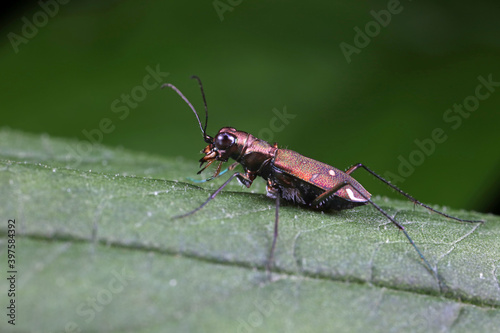 Spotted tiger beetles inhabit wild plants in North China