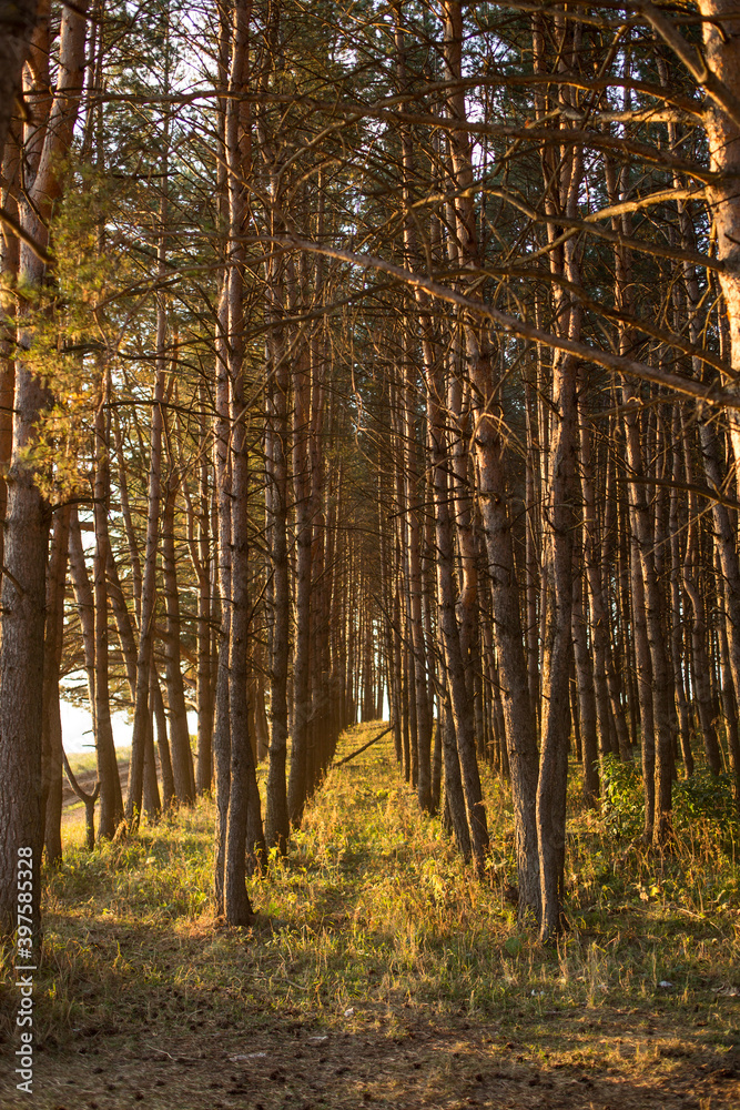 Fototapeta premium Beautiful Golden sunset in a pine forest