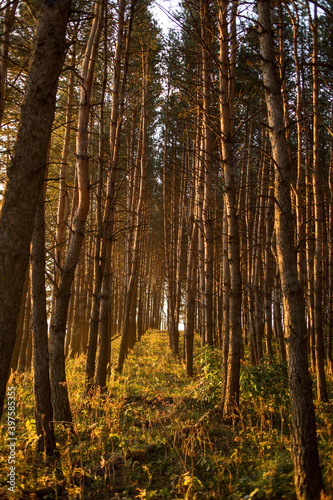 Beautiful Golden sunset in a pine forest © Василий Дейнека