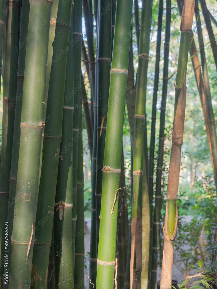 Fototapeta premium (Close Up) Bamboo forest with natural.