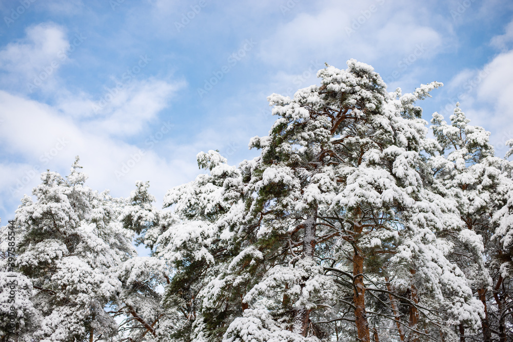 Beautiful picture of pine trees covered with thick layer of snow and ice. Sunny winter morning in forest Beautiful picture of pine trees covered with thick layer of snow and ice. Sunny winter morning in forest