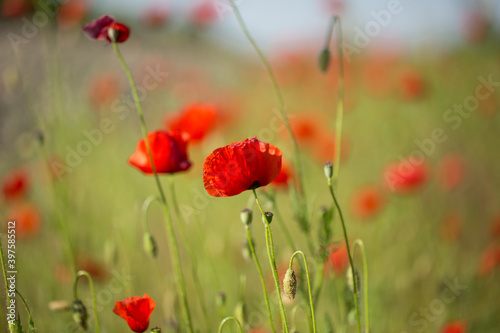 Red flower - a poppy in the field