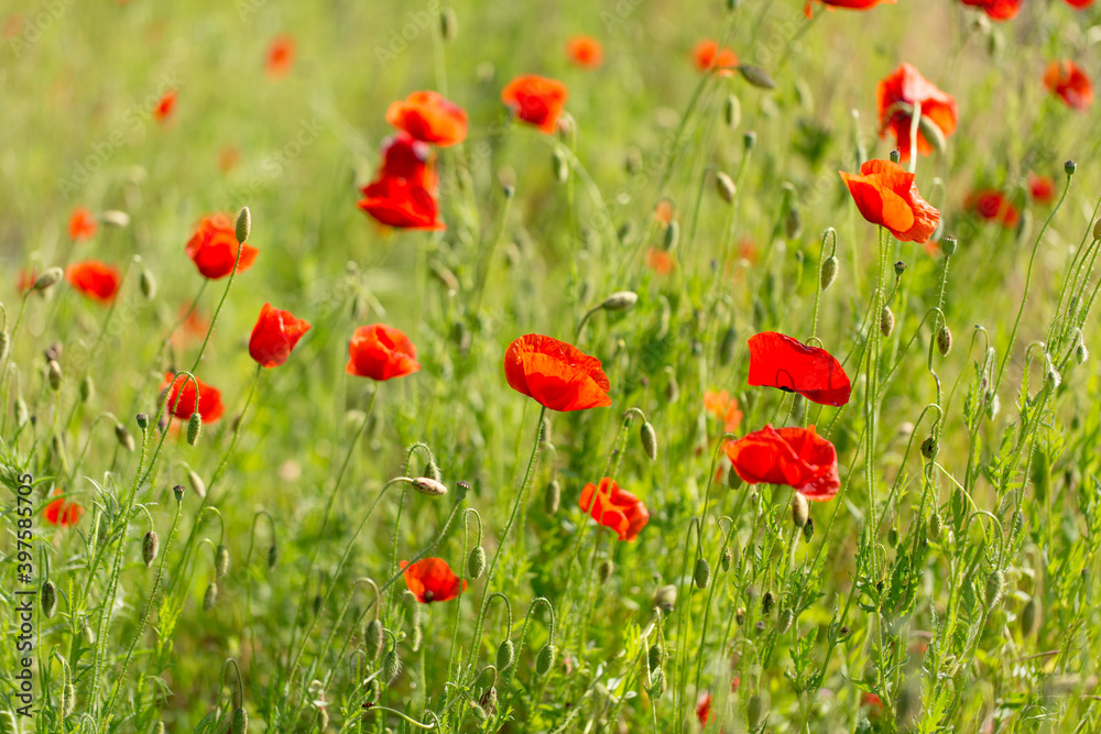 Obraz premium A lot of red poppies - meadow flowers