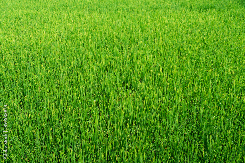 Paddy rice field cultivation