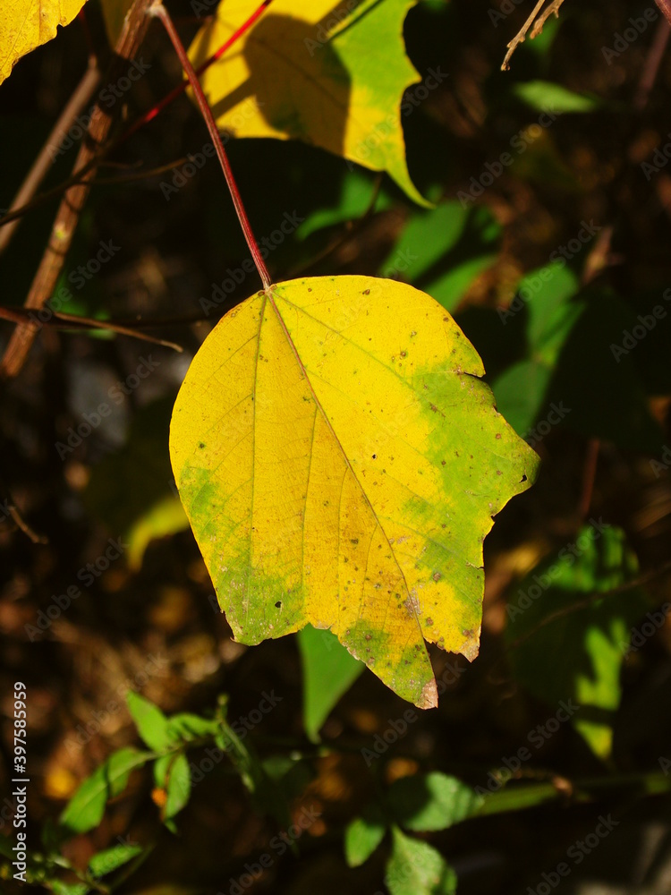 Obraz premium 黄葉のアカメガシワの葉