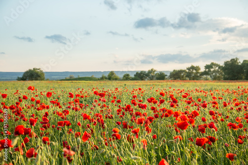 Blossoms of poppies in the fields in the South of Russia © Василий Дейнека